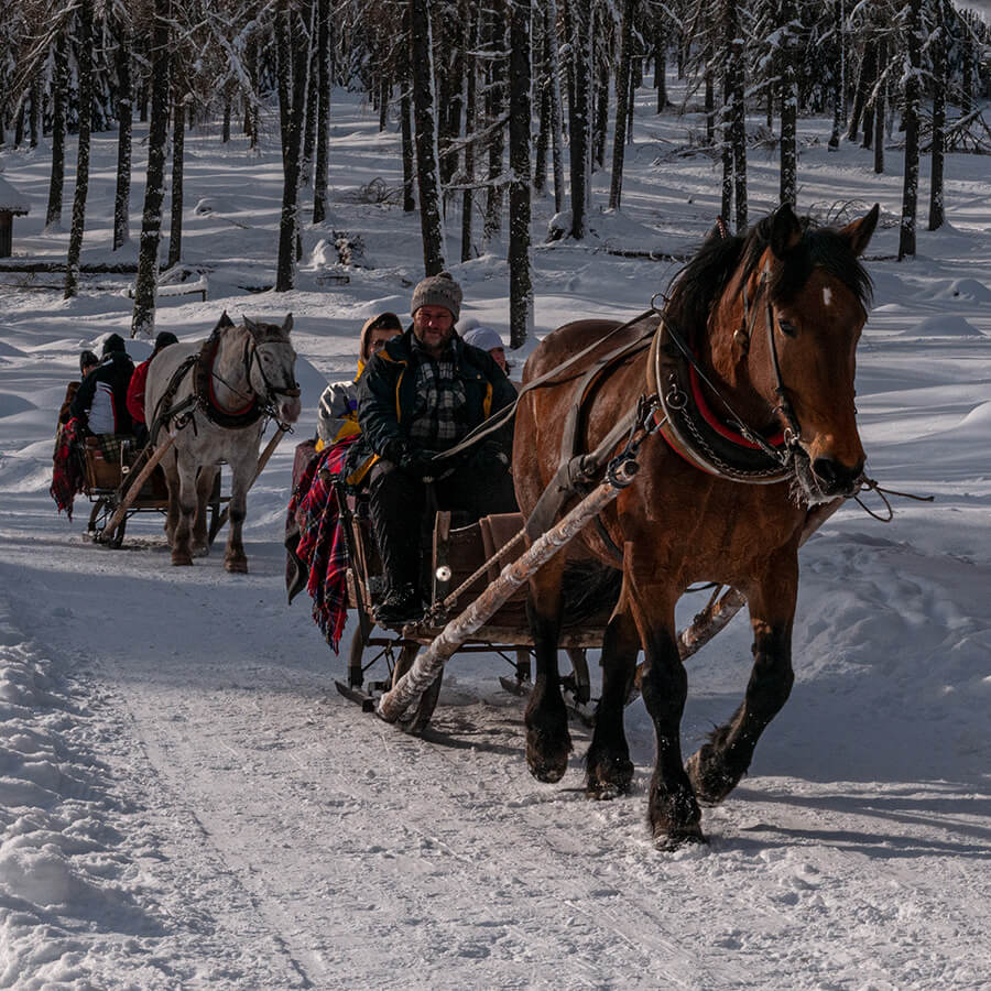 Slitta trainata da cavalli