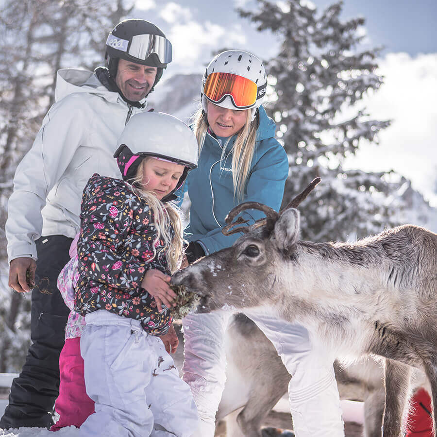 Dare da mangiare alle renne