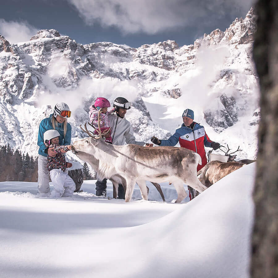 Alimentazione delle renne