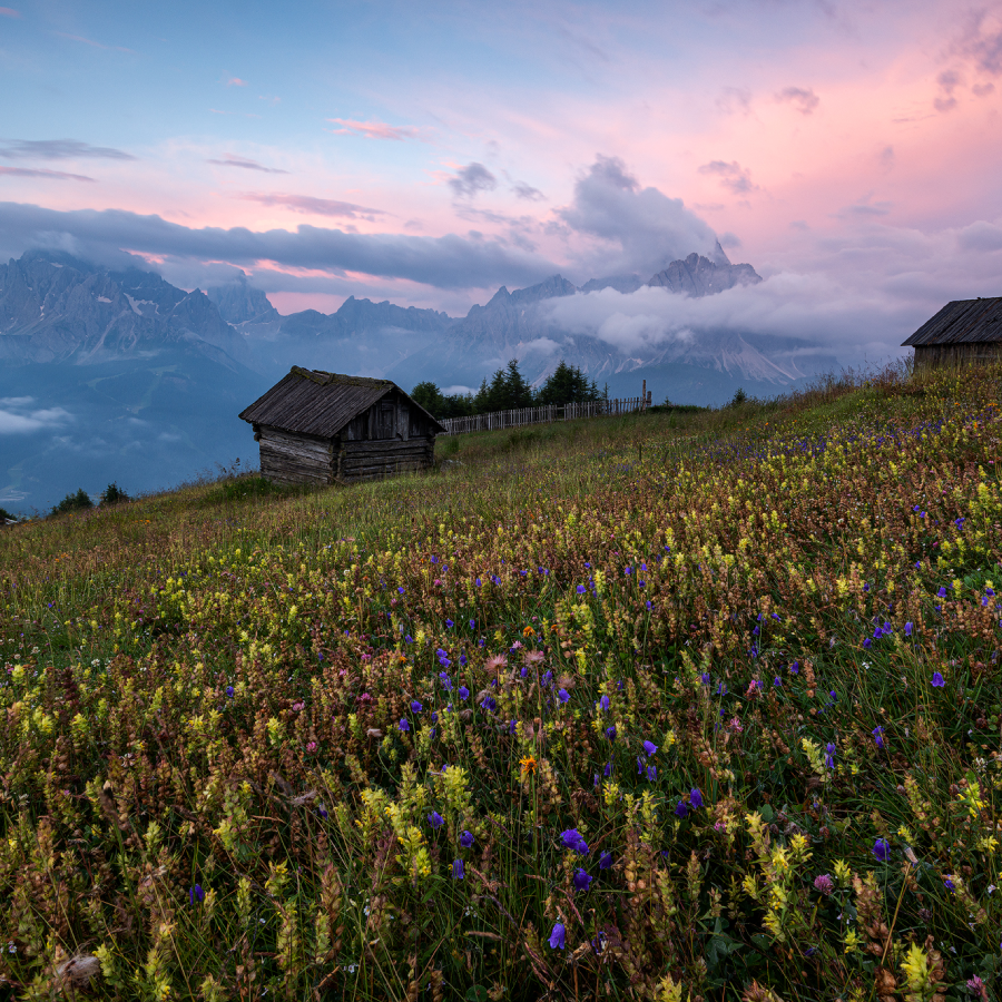 Dolomiti in fiore: sole, aria pura e profumo di rododendro